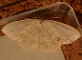 Large Lace Border